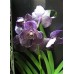 Орхидея Ванда 50см.